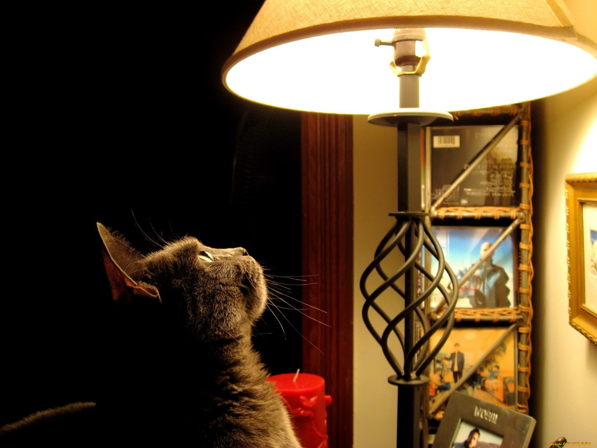 Включи кот на час. Лампа кот. Торшер кот. Кот и лампочка. Ламповый кот.